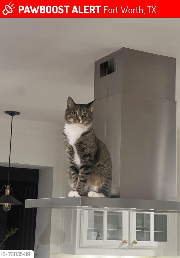 Lost Male Cat last seen Sweetbriar Lane, Fort Worth, TX 76109