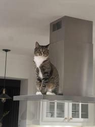 Lost Male Cat last seen Sweetbriar Lane, Fort Worth, TX 76109