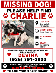 Lost Male Dog last seen 10th , Antioch, CA 94509