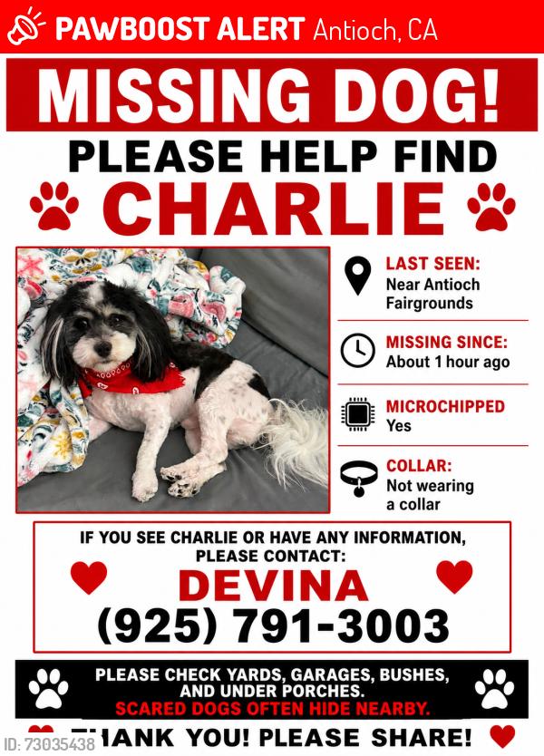 Lost Male Dog last seen 10th , Antioch, CA 94509