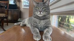 Lost Male Cat last seen Rushmore Dr. & Sawmill Rd., Upper Arlington, OH 43220