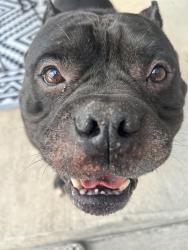 Found/Stray Male Dog last seen Schlagle stadium- neighborhood next to it, Kansas City, KS 66102