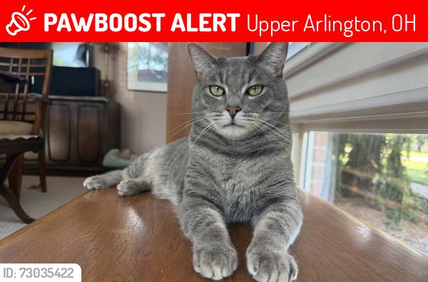 Lost Male Cat last seen Rushmore Dr. & Sawmill Rd., Upper Arlington, OH 43220