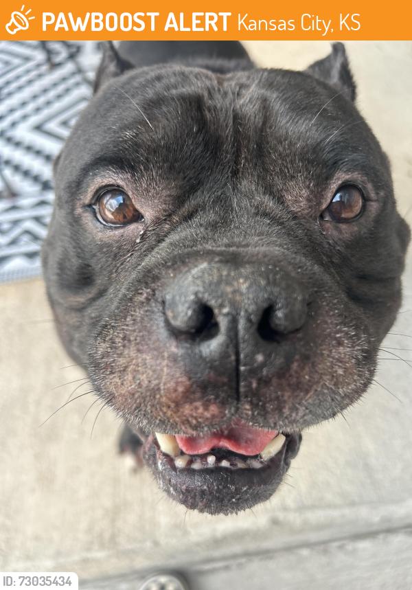 Found/Stray Male Dog last seen Schlagle stadium- neighborhood next to it, Kansas City, KS 66102