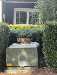 Found/Stray Unknown Cat last seen Residences at Brookline, Charlotte, NC 28216