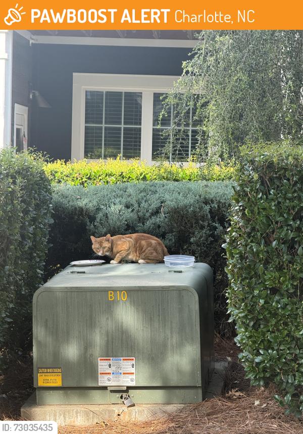 Found/Stray Unknown Cat last seen Residences at Brookline, Charlotte, NC 28216