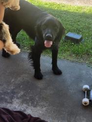 Reunited Male Dog last seen 119th and Park Ave, Parkland, WA 98444
