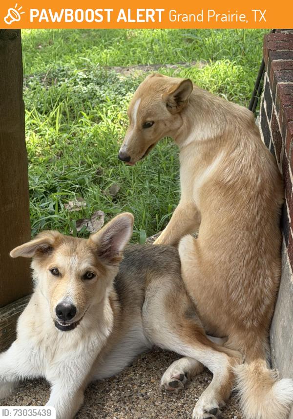 Found/Stray Male Dog last seen Camp Wisdom Grand Prairie , Grand Prairie, TX 75052