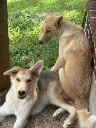 Found/Stray Male Dog last seen Camp Wisdom Grand Prairie , Grand Prairie, TX 75052