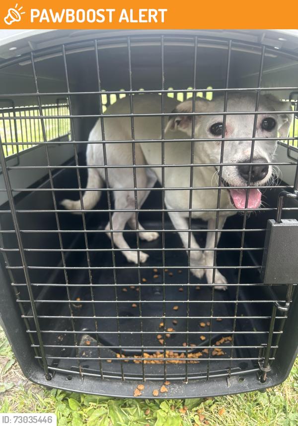 Found/Stray Female Dog last seen Morwood Rd, Telford PA , Salford Township, PA 18969
