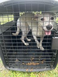 Found/Stray Female Dog last seen Morwood Rd, Telford PA , Salford Township, PA 18969