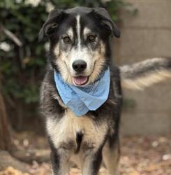 Shelter Stray Male Dog last seen , 957 N Gaffey St, San Pedro, CA 90731, USA