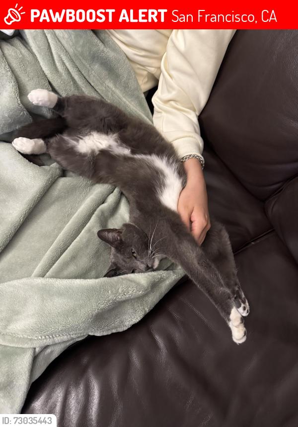 Lost Female Cat last seen California ands Lake street. , San Francisco, CA 94118