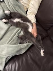 Lost Female Cat last seen California ands Lake street. , San Francisco, CA 94118