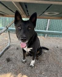 Shelter Stray Male Dog last seen Near BLOCK N WILLOW AVE, 333 Chandler Pl, San Bernardino, CA 92408, USA