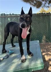 Shelter Stray Male Dog last seen Near BLOCK PENNSYLVANIA, 333 Chandler Pl, San Bernardino, CA 92408, USA