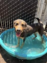 Shelter Stray Female Dog last seen S MT VERNON AVE X W MILL ST, 333 Chandler Pl, San Bernardino, CA 92408, USA