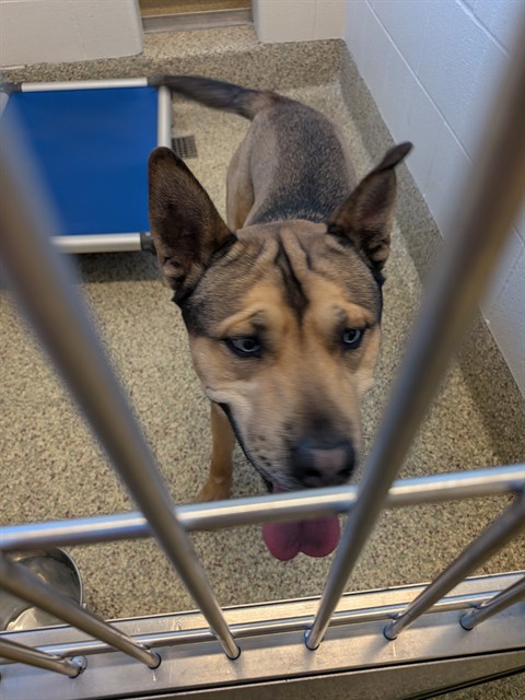 Shelter Stray Male Dog last seen Near BLOCK TUTT BLVD, COLORADO SPRINGS, CO 80923, 610 Abbot Ln, Colorado Springs, CO 80905, USA