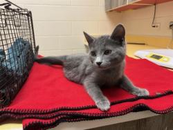 Shelter Stray Female Cat last seen Near BLOCK ENCINITAS PT, COLORADO SPRINGS CO 80906, 610 Abbot Ln, Colorado Springs, CO 80905, USA