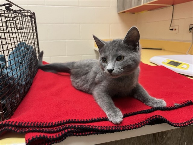 Shelter Stray Female Cat last seen Near BLOCK ENCINITAS PT, COLORADO SPRINGS CO 80906, 610 Abbot Ln, Colorado Springs, CO 80905, USA