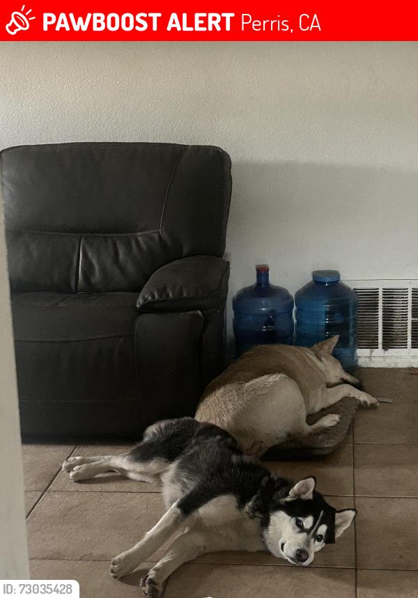 Lost Male Dog last seen N a st, Perris, CA 92570