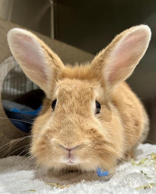 Shelter Stray Female Other last seen TAYLOR AND VALLEJO INA COOLBRITH PARK, 1419 Bryant St, San Francisco, CA 94103, USA