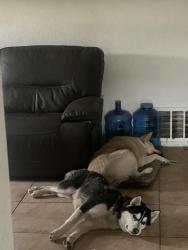 Lost Male Dog last seen N a st, Perris, CA 92570