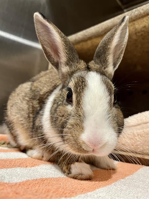 Shelter Stray Unknown Other last seen Near BLOCK SARGENT ST NEAR RALSTON, 1419 Bryant St, San Francisco, CA 94103, USA