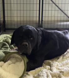 Shelter Stray Male Dog last seen CURNOW RD &COTTONWOOD RD, 3951 Fruitvale Ave, Bakersfield, CA 93308, USA
