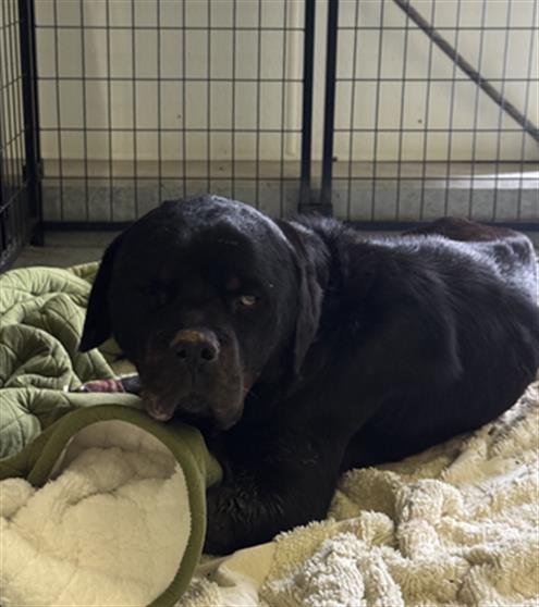 Shelter Stray Male Dog last seen CURNOW RD &COTTONWOOD RD, 3951 Fruitvale Ave, Bakersfield, CA 93308, USA