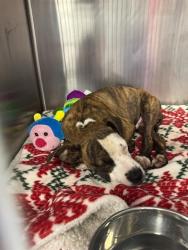 Shelter Stray Male Dog last seen Near BLOCK ENOS LN, BAKERSFIELD CA 93314, 3951 Fruitvale Ave, Bakersfield, CA 93308, USA