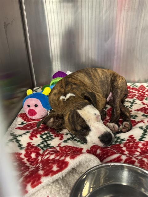 Shelter Stray Male Dog last seen Near BLOCK ENOS LN, BAKERSFIELD CA 93314, 3951 Fruitvale Ave, Bakersfield, CA 93308, USA