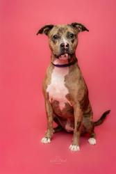 Shelter Stray Female Dog last seen CHARLOTTE, 8315 Byrum Dr, Charlotte, NC 28217, USA