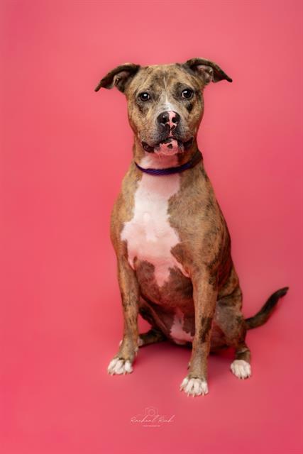 Shelter Stray Female Dog last seen CHARLOTTE, 8315 Byrum Dr, Charlotte, NC 28217, USA