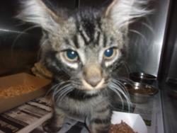 Shelter Stray Male Cat last seen , 14409 Vanowen St, Van Nuys, CA 91405, USA