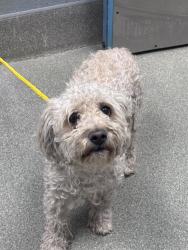Shelter Stray Male Dog last seen RAINBOW AND RUSSELL, 655 N Mojave Rd, Las Vegas, NV 89101, USA