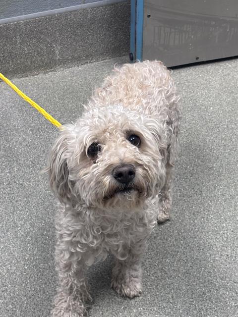Shelter Stray Male Dog last seen RAINBOW AND RUSSELL, 655 N Mojave Rd, Las Vegas, NV 89101, USA