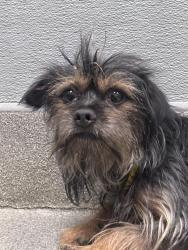 Shelter Stray Male Dog last seen RAINBOW AND RUSSELL, 655 N Mojave Rd, Las Vegas, NV 89101, USA