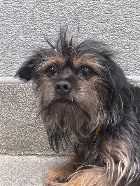 Shelter Stray Male Dog last seen RAINBOW AND RUSSELL, 655 N Mojave Rd, Las Vegas, NV 89101, USA
