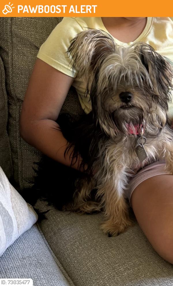 Found/Stray Female Dog last seen Saratoga Lakes, Royal Palm Beach, Fal, Royal Palm Beach, FL 33411