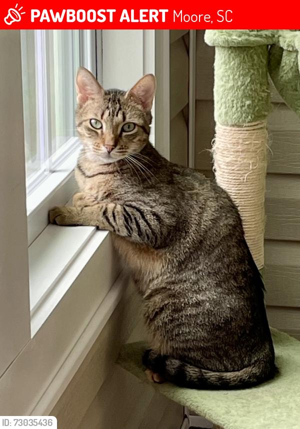Lost Male Cat last seen Moore-duncan highway and highway 417, Moore, SC 29369