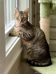 Lost Male Cat last seen Moore-duncan highway and highway 417, Moore, SC 29369