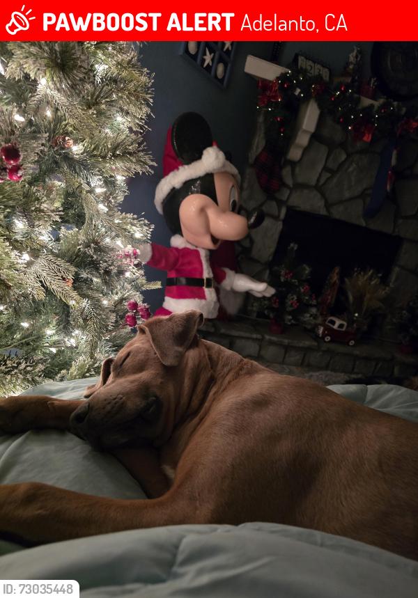 Lost Female Dog last seen Bartlett and 395, Adelanto, CA 92301