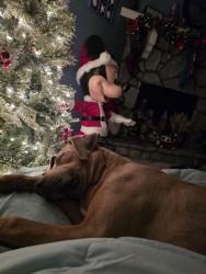 Lost Female Dog last seen Bartlett and 395, Adelanto, CA 92301