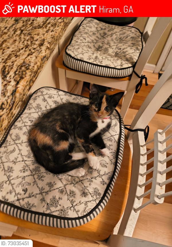 Lost Female Cat last seen Waters Rd, Hiram, GA 30141