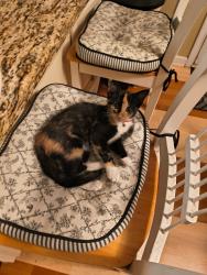 Lost Female Cat last seen Waters Rd, Hiram, GA 30141
