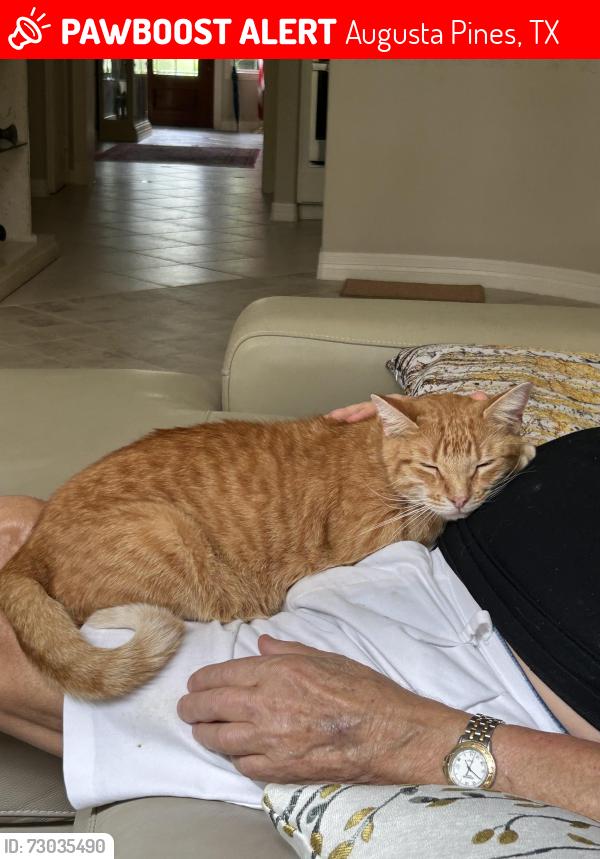 Lost Male Cat last seen The Greens subdivision, Augusta Pines, TX 77389