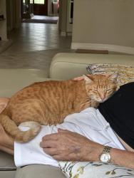 Lost Male Cat last seen The Greens subdivision, Augusta Pines, TX 77389