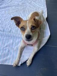 Found/Stray Female Dog last seen Hillcrest and Hebron, Hendersonville, NC 28739