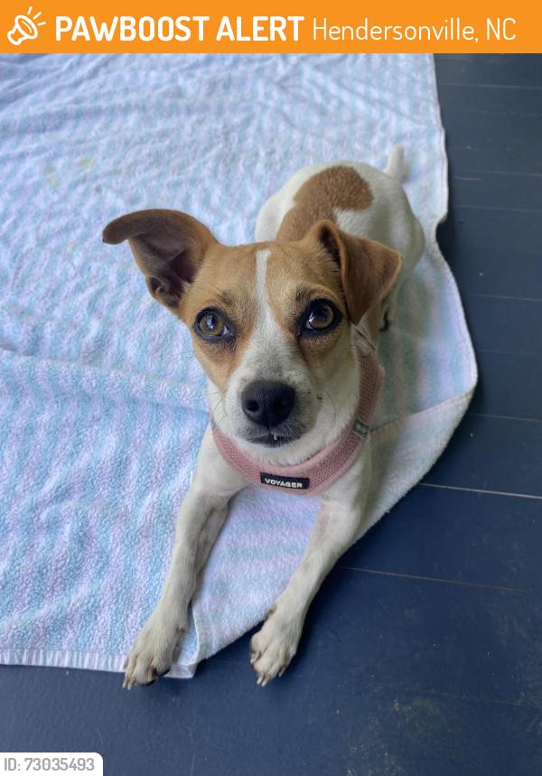Found/Stray Female Dog last seen Hillcrest and Hebron, Hendersonville, NC 28739